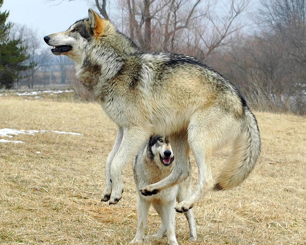 Wolf mit Wassermelone
