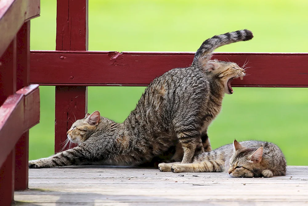 Katzen lustig