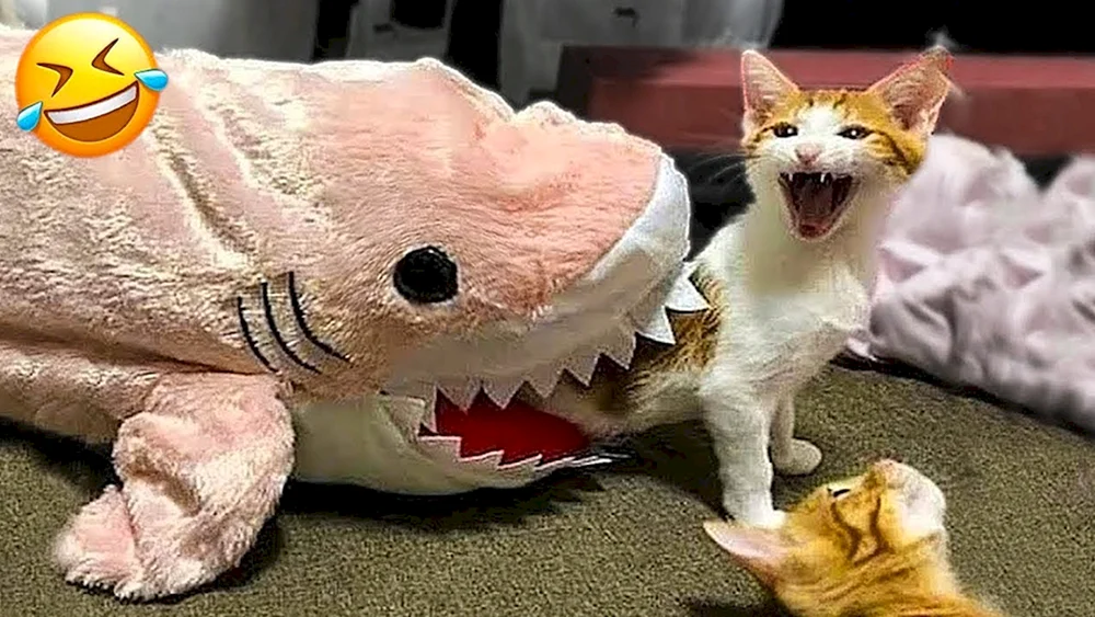 Lustige Katzen