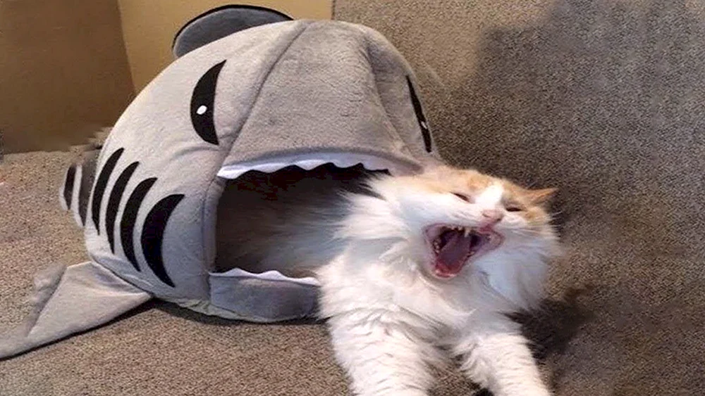Lustige Katzen mit Katzen