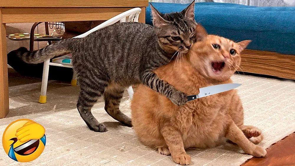 Katzenknödel