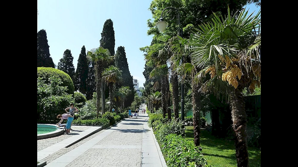 Yalta Palmen