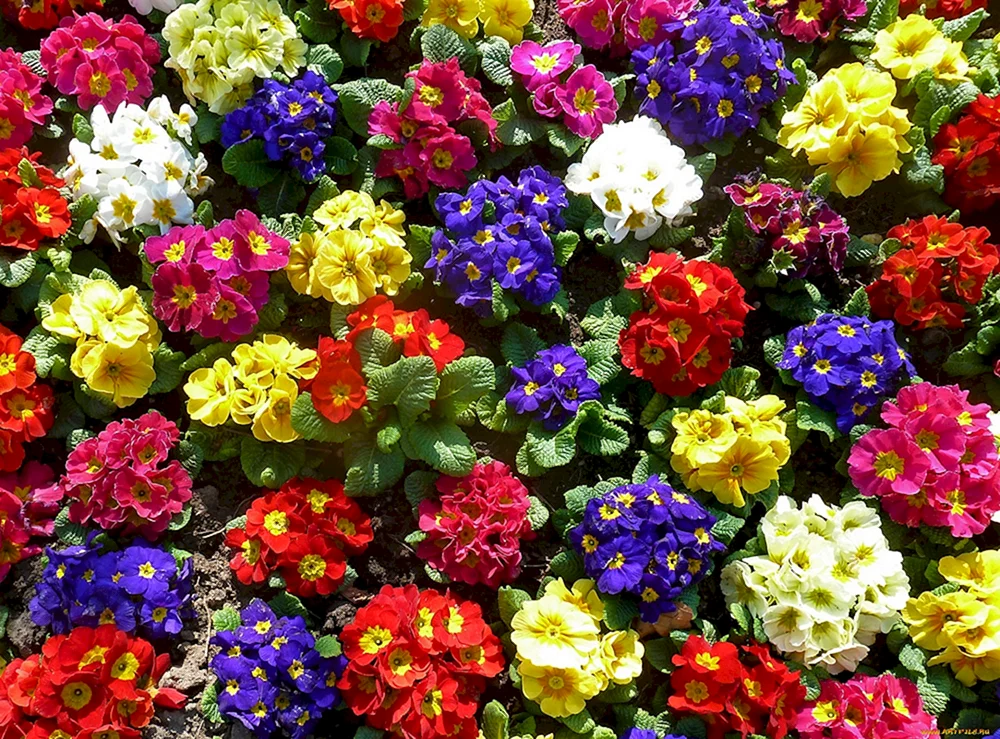 Ein schöner Blumenstrauß