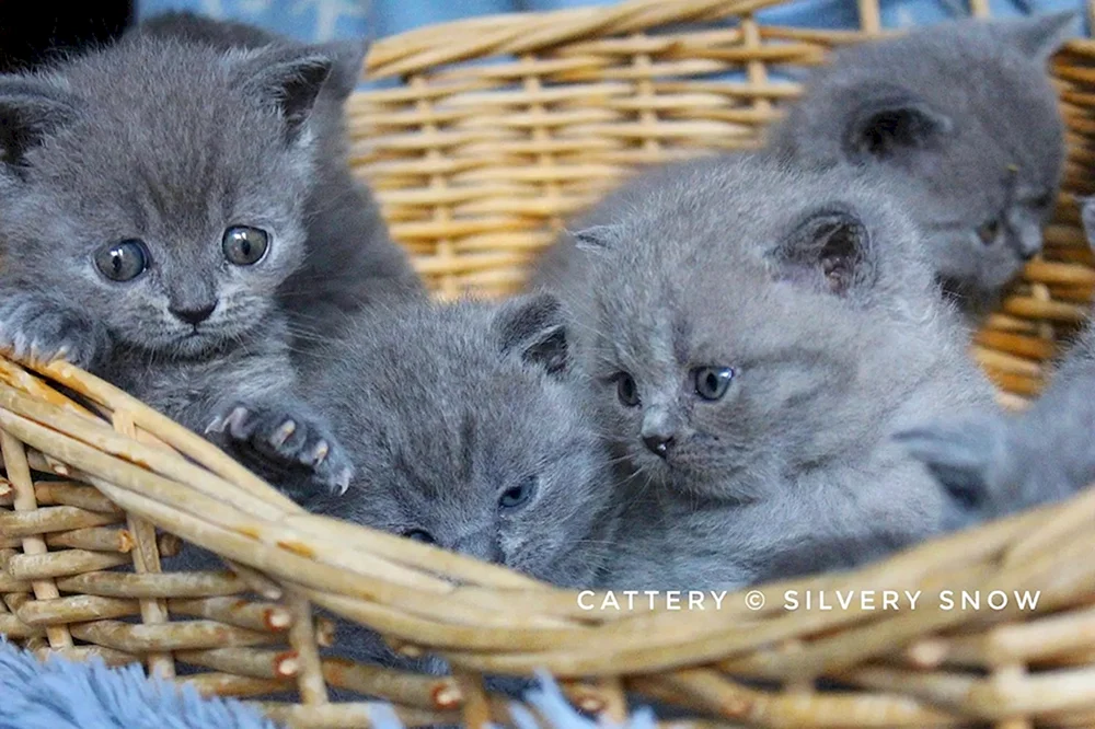 Britische blaue Katze