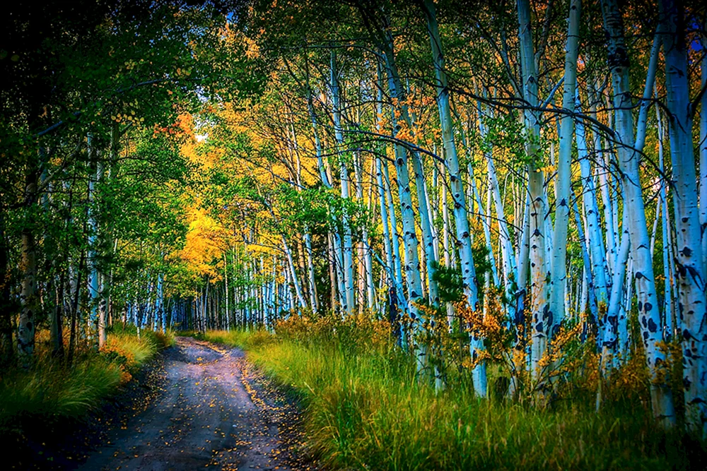 Naturwald