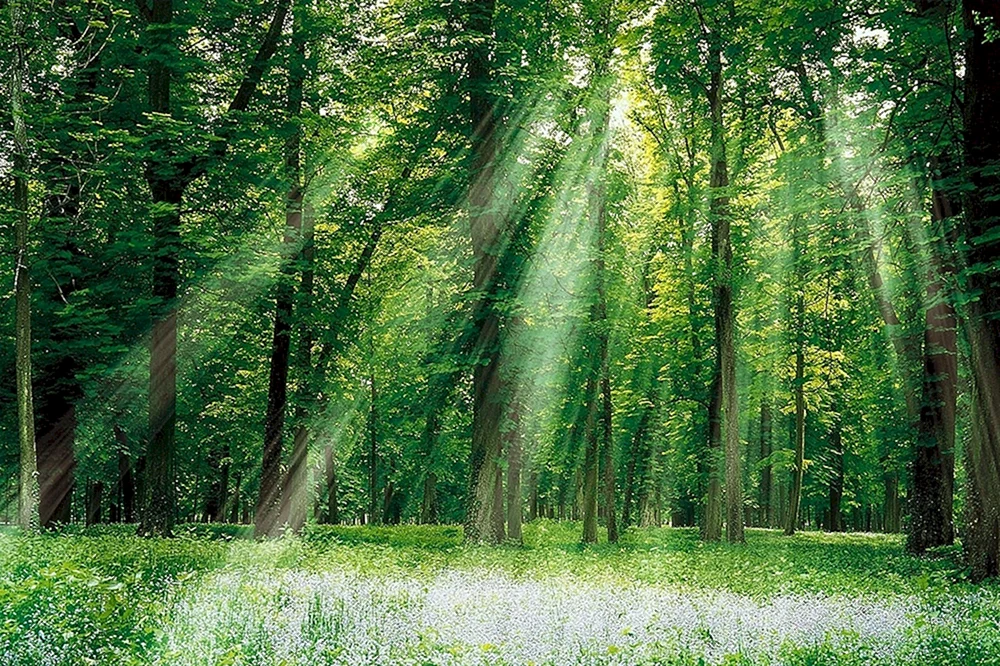Naturwald