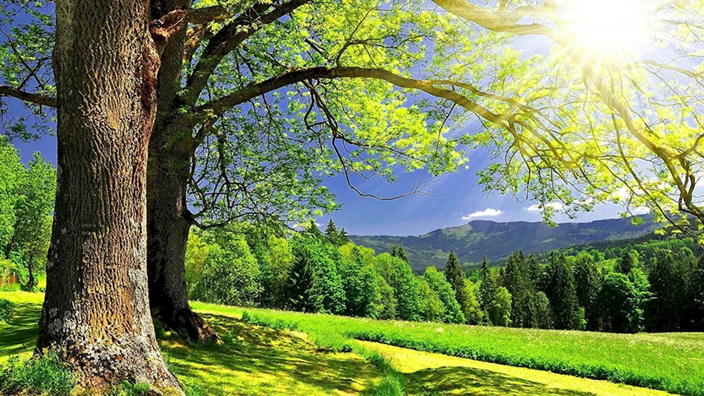 Sommerliche Felder