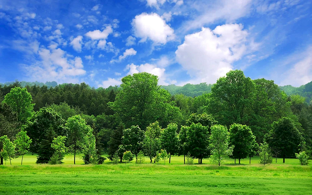 Waldnatur Bäume