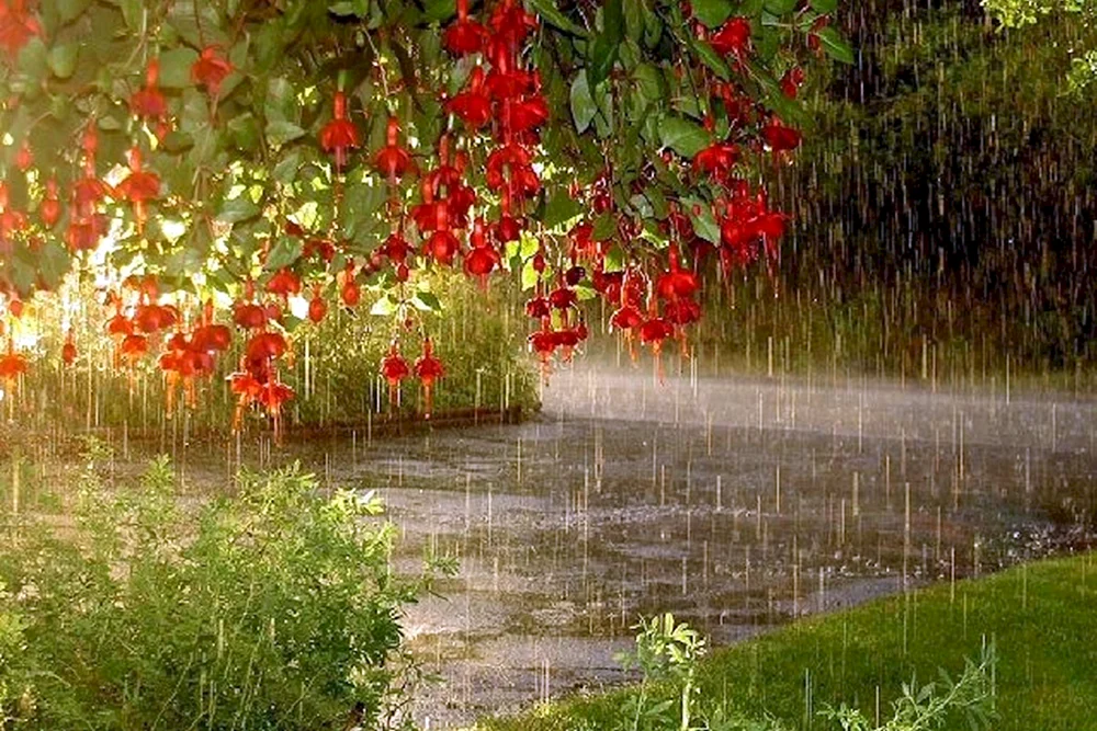 Regen