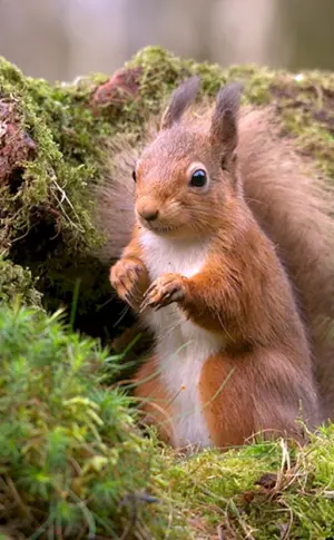 Natur und Tiere