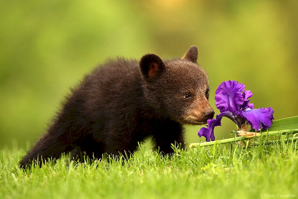 Natur und Tiere