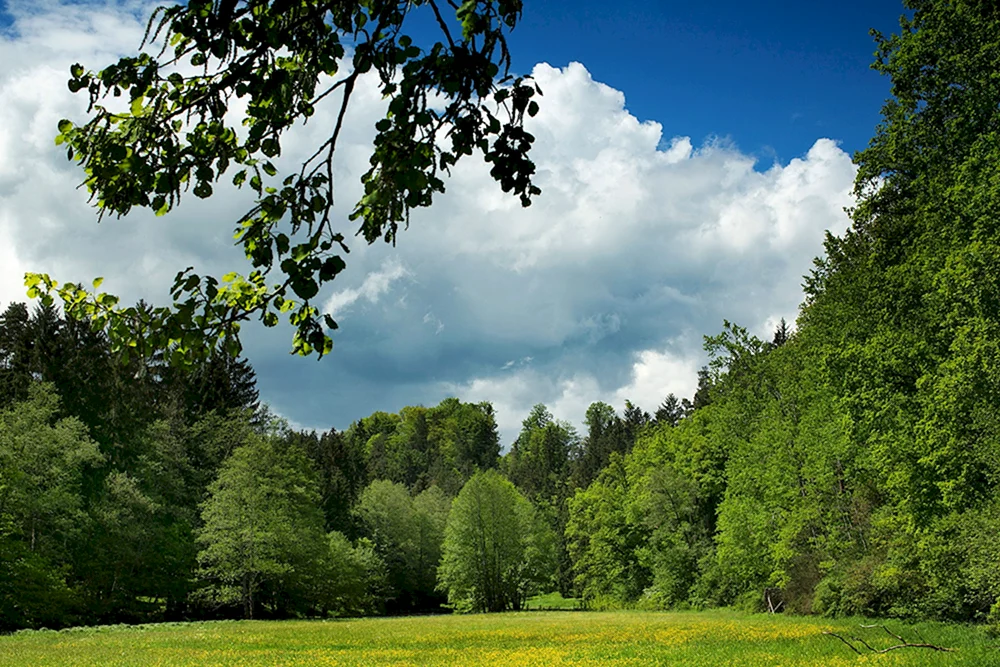 Schöner Wald