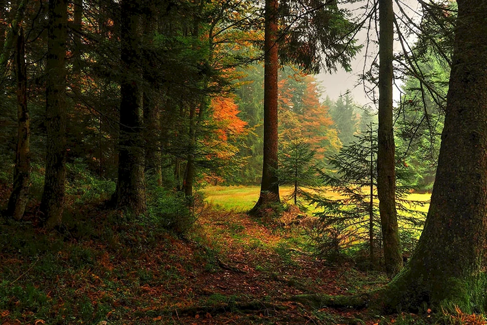 Naturwald