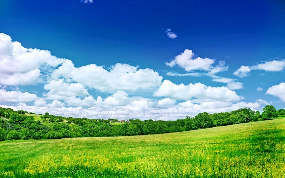 Naturbäume