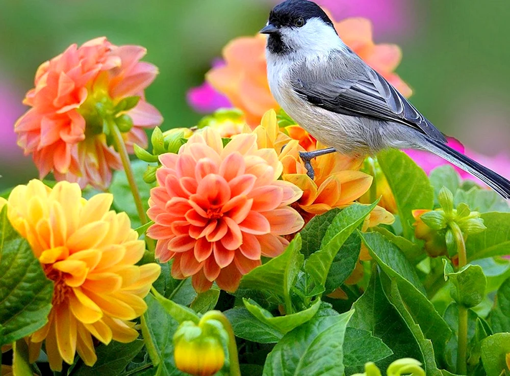 Naturvögel