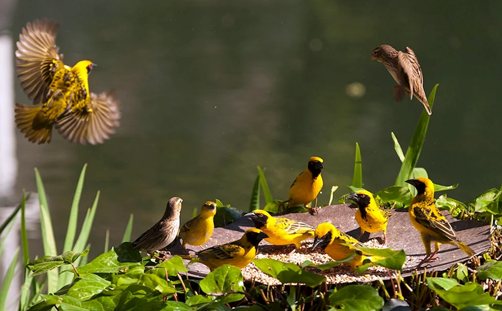 Frühjahrsvögel