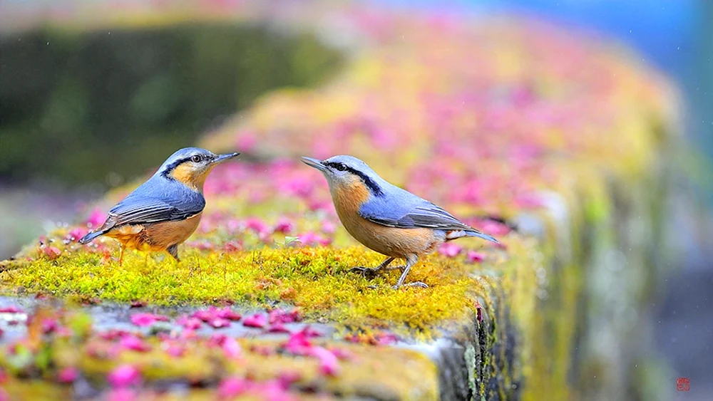 Vögel in der Natur