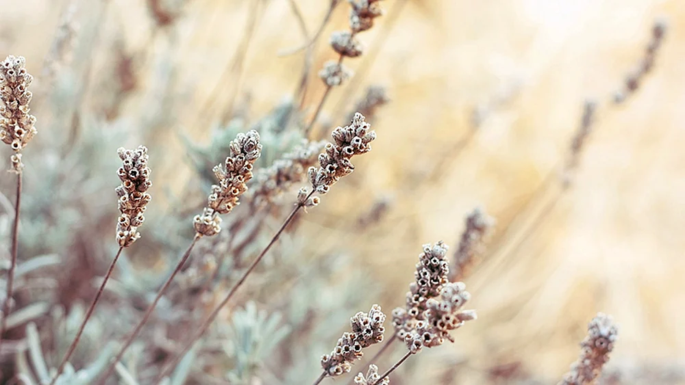 Beige Hintergründe