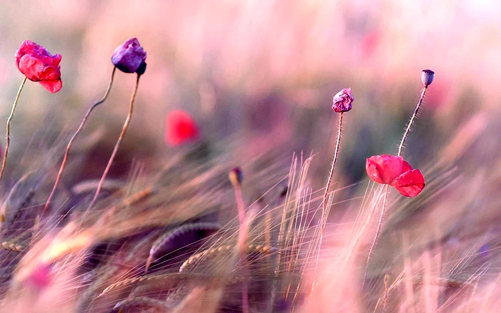 Blumen Makrofotografie