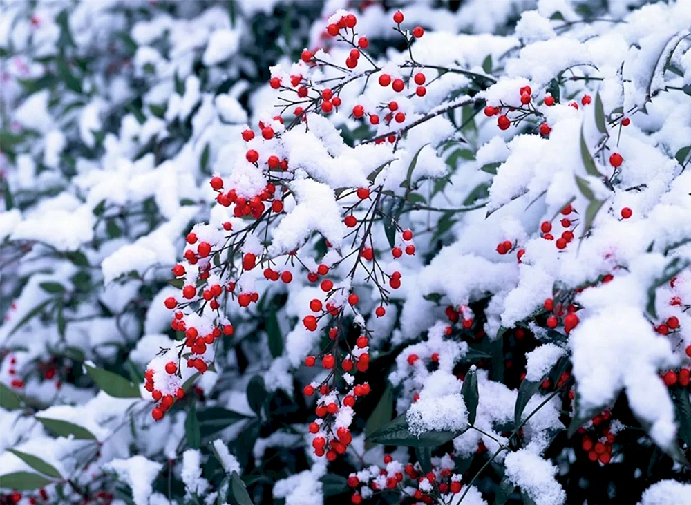Winter natur