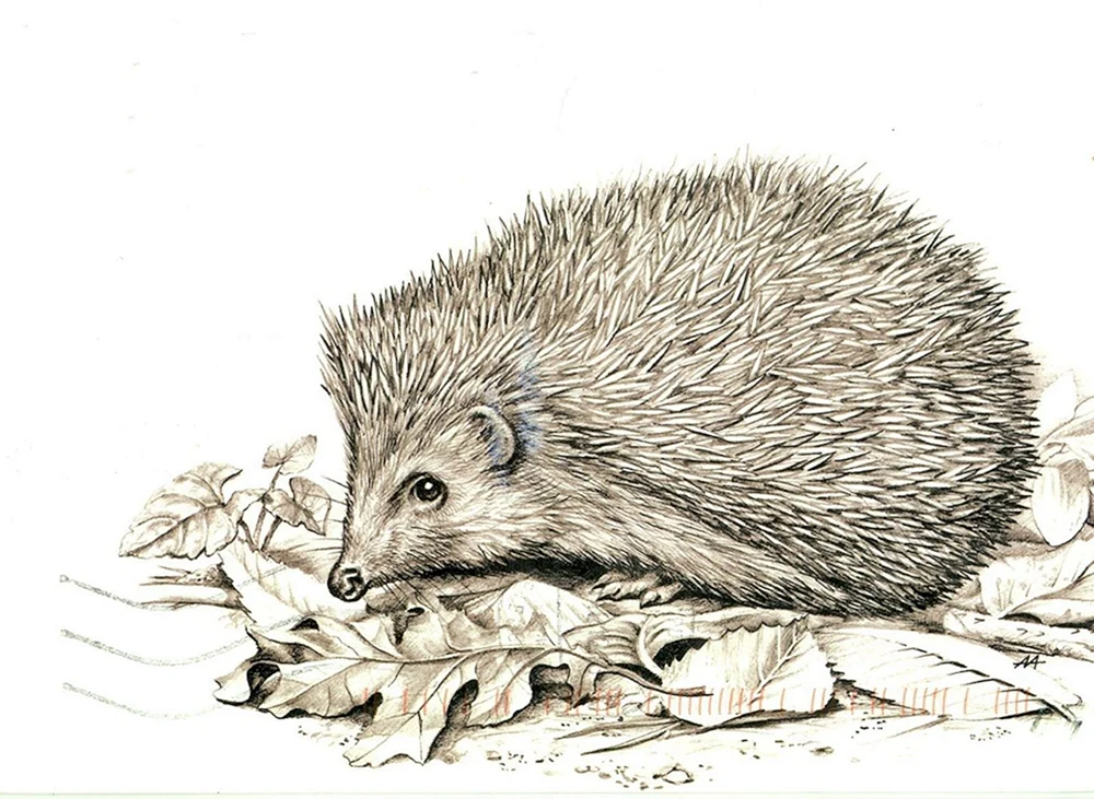 Igel zeichnen