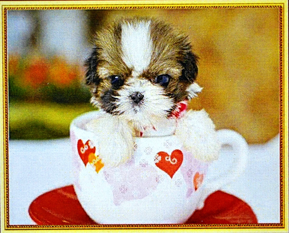 Pomeranian Spitz Boo