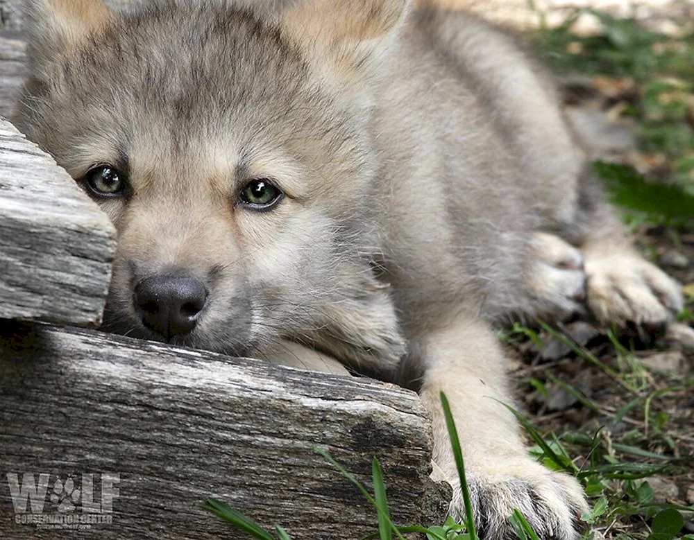 Wolfshund Welpen