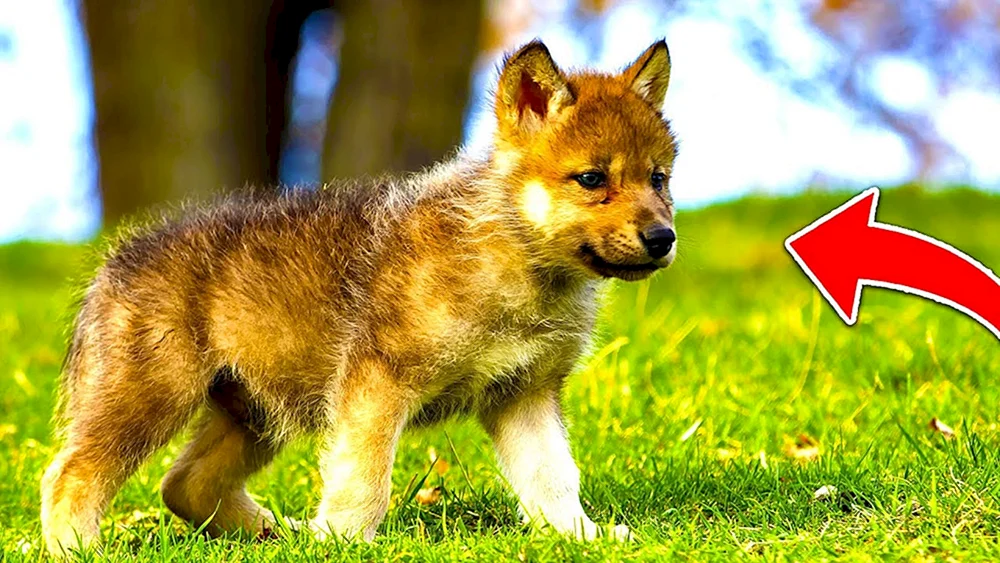 Wolfshund Wolfswelpen - Wolf's Lair