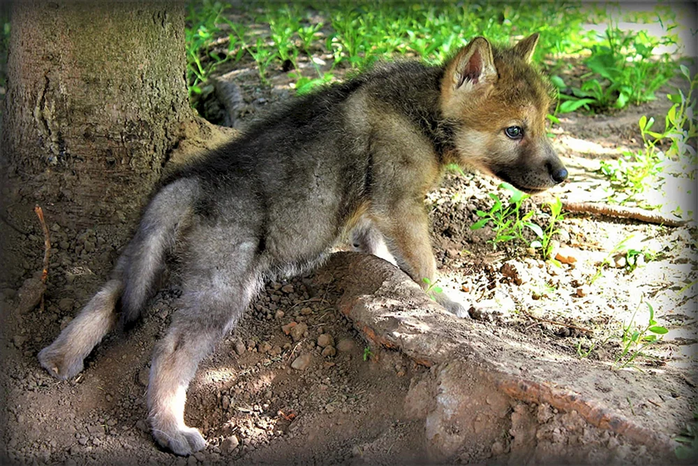 Wolfswelpen