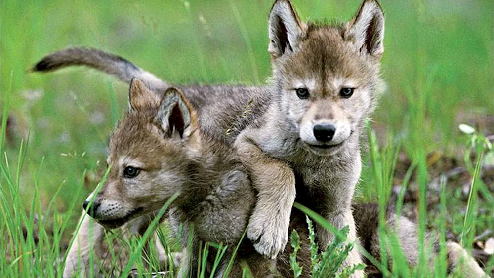 Wolfswelpe