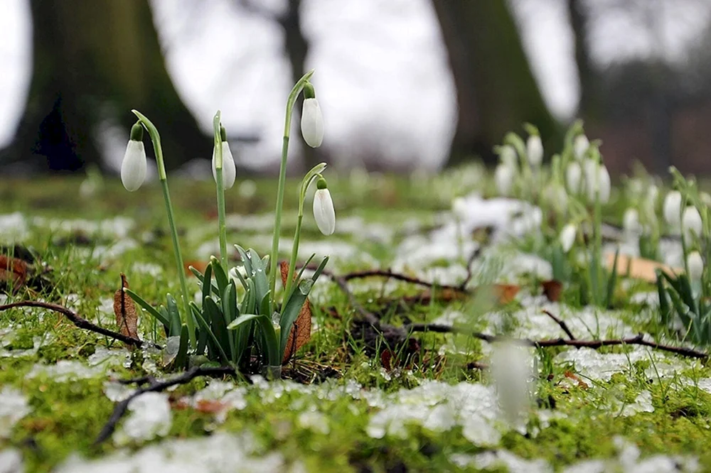 Prolesca Crocus Galanthus