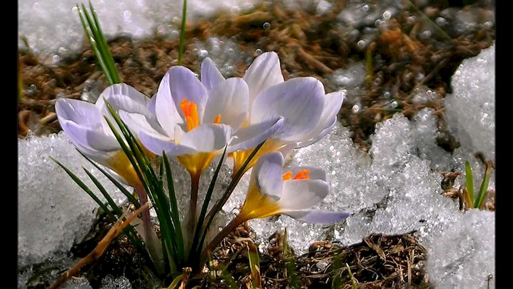 Vorfrühling Fluss Isaac