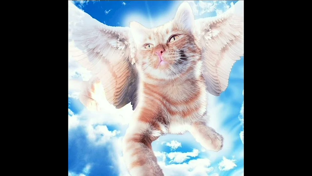 Goodbye buddy... Simbachka