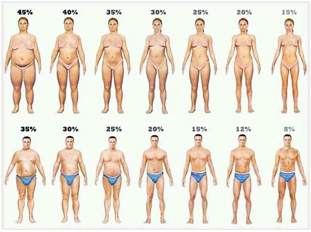 Fettanteil