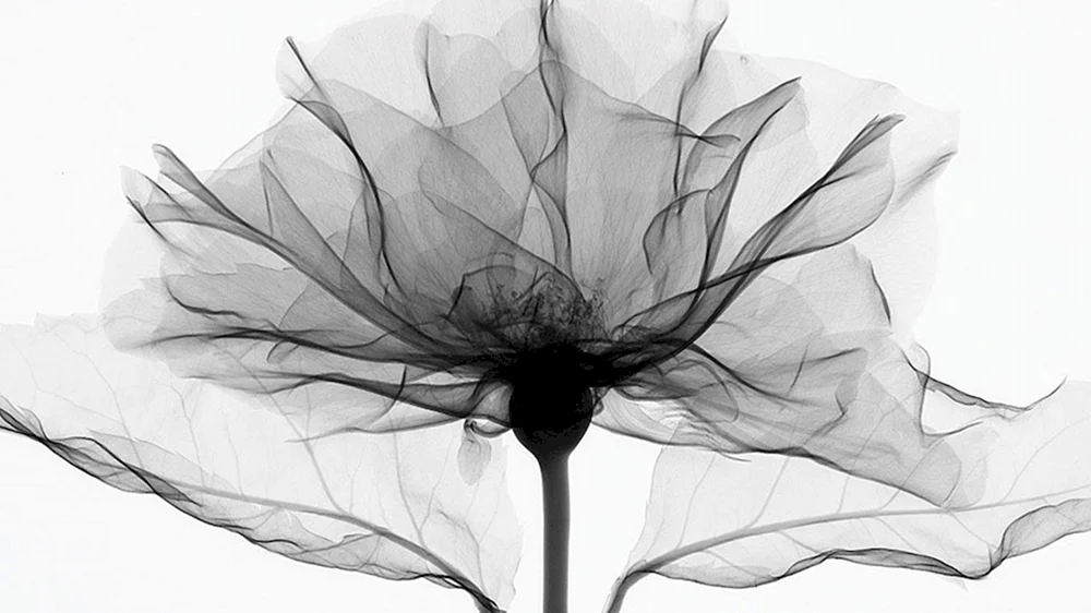 Transparente Blumen
