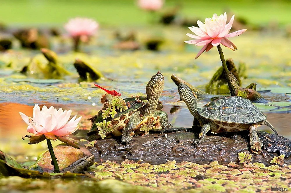 Teichschildkröte