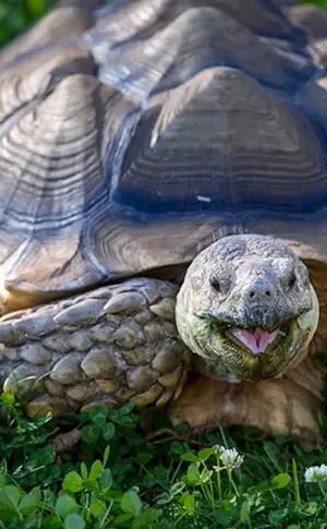Reeves-Teichschildkröte
