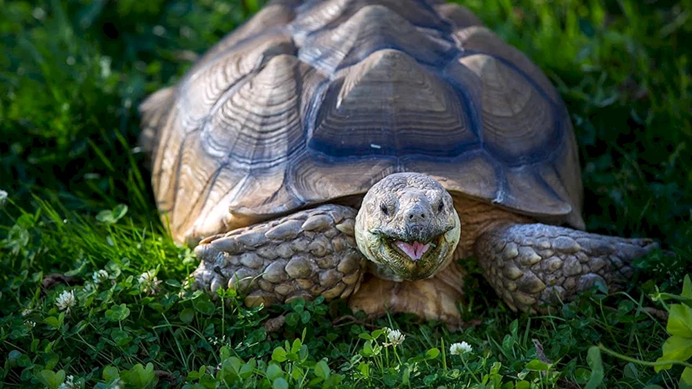 Reeves-Teichschildkröte