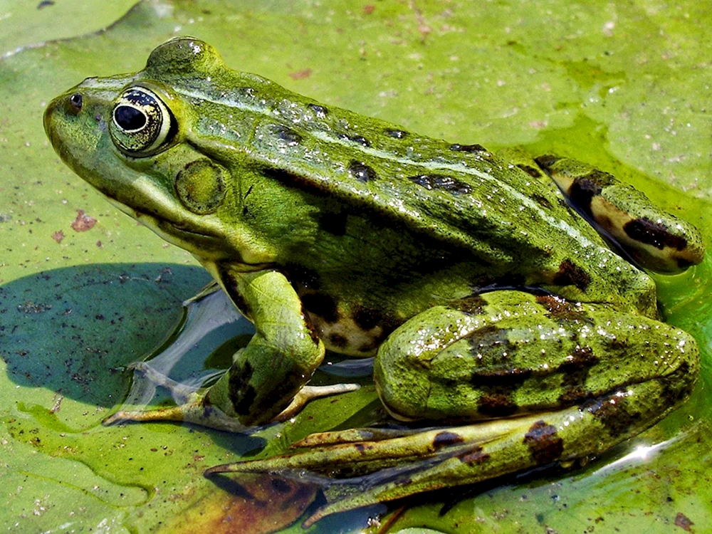 Teichfrosch Rana lessonae