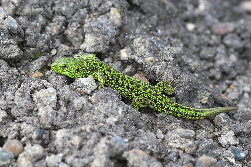 Kragenleguan