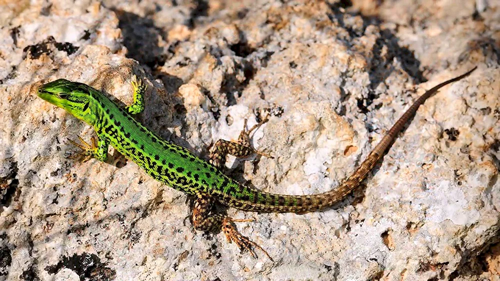 Kragenleguan