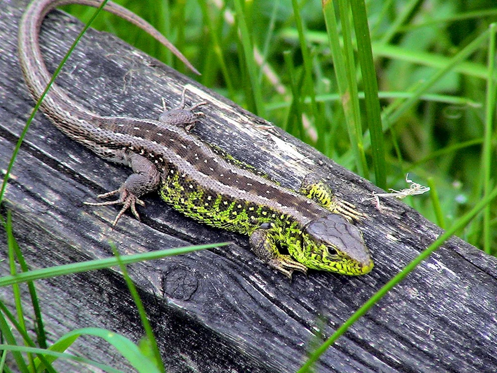 Lacerta agilis