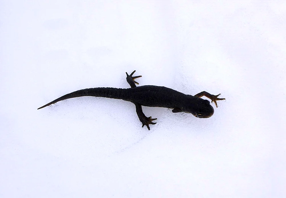 Alpine schwarzer Triton Salamander