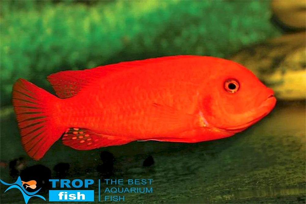 Pseudotropheus zebra rot