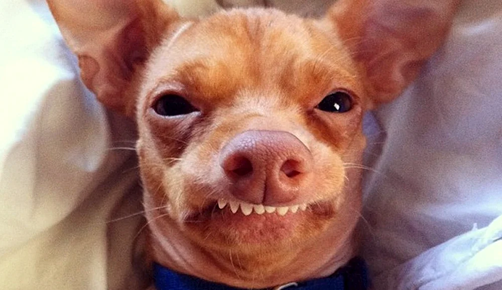 Süße Chihuahuas