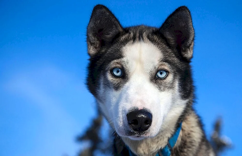 Aussie Husky