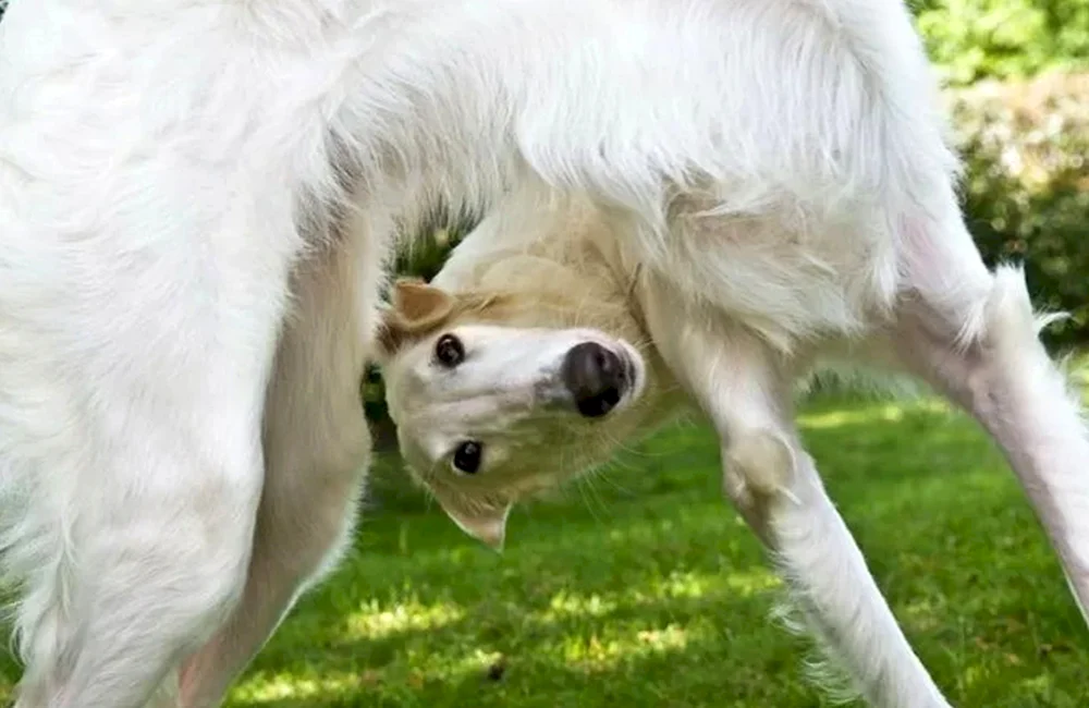 Wolfshund hound