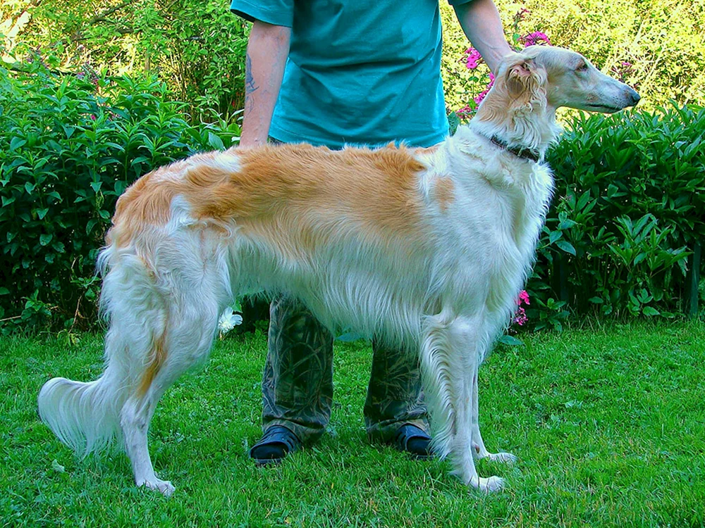 Russischer Windhund Hunderasse
