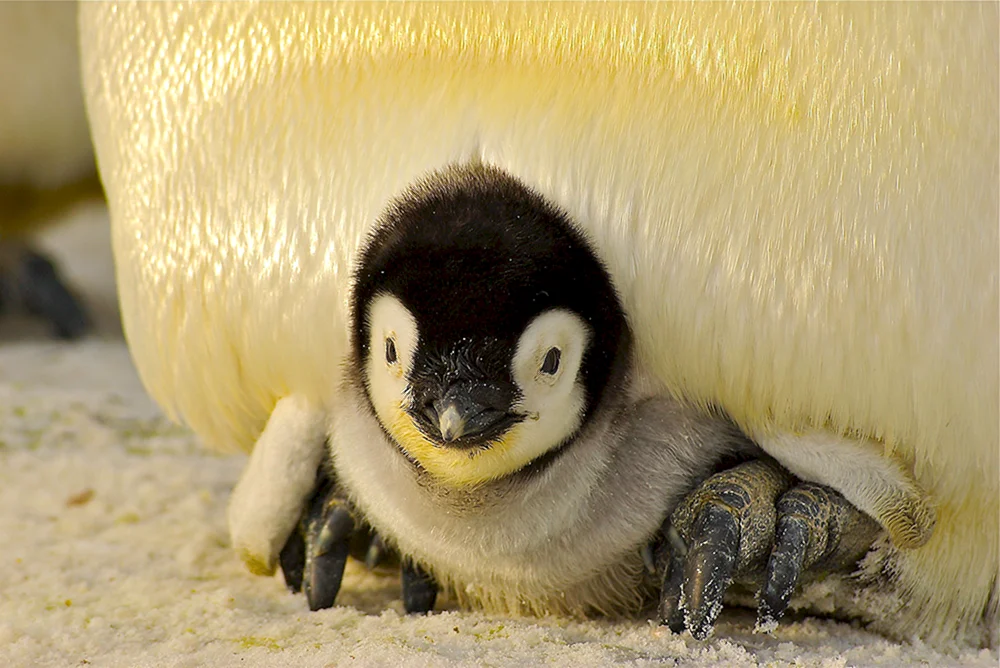 Kaiser. Pinguinbaby