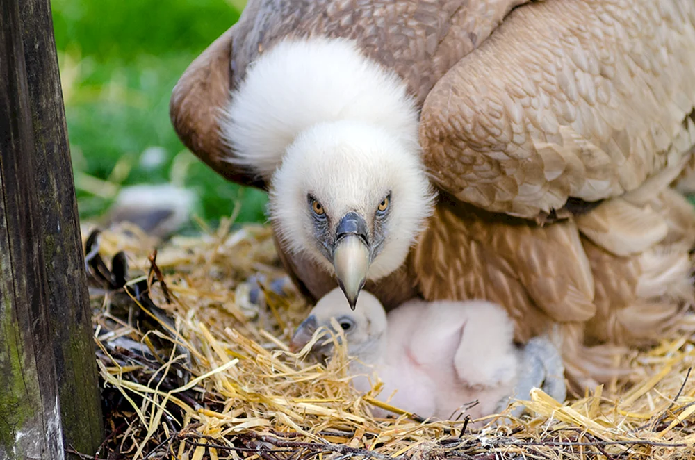 Adler-Küken
